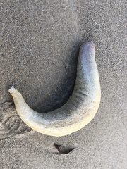 Paracaudina bacillis