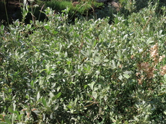 Salix eastwoodiae