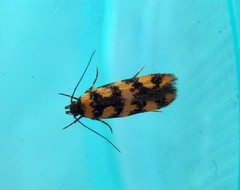 Cirromitra tetratherma