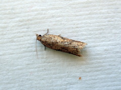 Constrictana constrictana