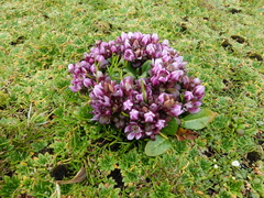 Gentianella concinna