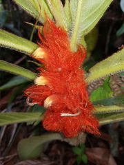Columnea purpurata