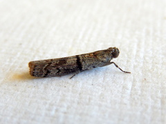 Cryptoblabes euraphella