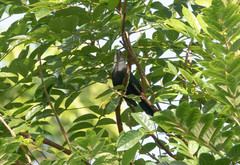 Phaenicophaeus sumatranus