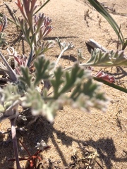 Artemisia ledebouriana