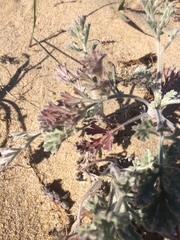 Artemisia ledebouriana