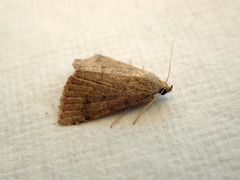 Madope auferens