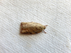 Euchaetis inceptella