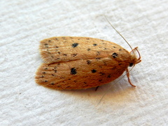 Garrha atripunctatella