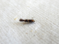 Stagmatophora argyrostrepta