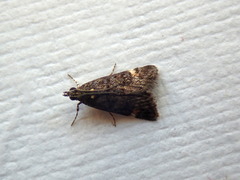 Heliothela ophideresana