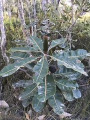 Banksia robur