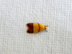 Heteroteucha distephana