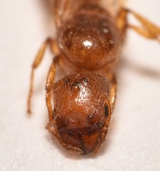 Pheidole lamia