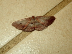 Hypomecis pallidiscaria