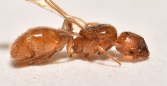 Pheidole lamia