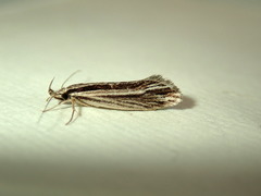 Leptosaces schistopa