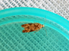 Lobesia xylistis