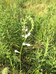Physostegia angustifolia