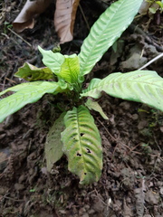 Amphidasya longicalycina