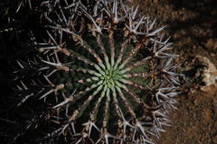 Euphorbia stellispina