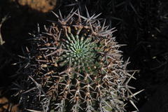 Euphorbia stellispina