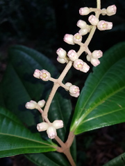 Miconia simplex