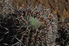 Euphorbia stellispina