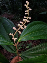 Miconia simplex