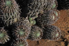 Euphorbia stellispina