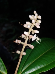 Miconia simplex
