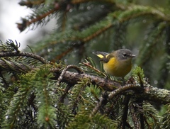 Setophaga ruticilla