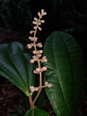 Miconia simplex