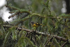 Setophaga ruticilla