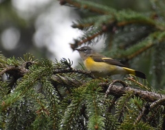 Setophaga ruticilla