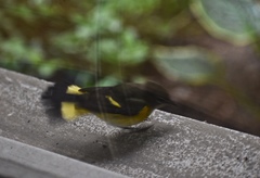Setophaga ruticilla