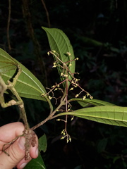 Miconia laxivenula