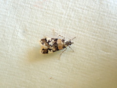 Scoparia charopoea
