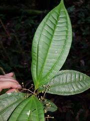 Miconia laxivenula