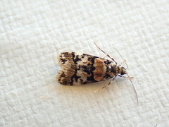 Scoparia charopoea