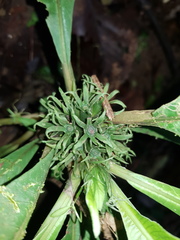Amphidasya longicalycina