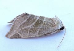 Plagiomimicus mimica