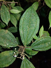 Miconia rubescens