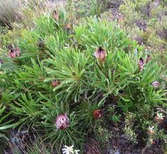 Protea longifolia