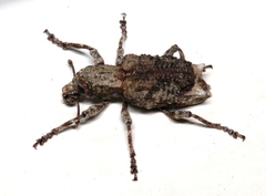 Aesiotes notabilis
