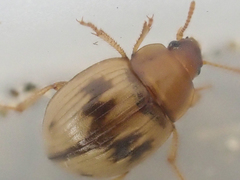 Phaleromela picta