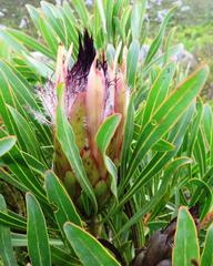Protea longifolia