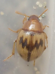 Phaleromela picta