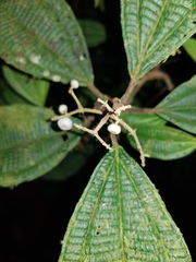 Miconia rubescens