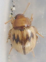 Phaleromela picta